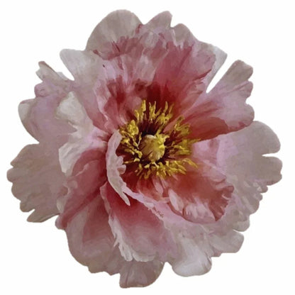 Yetoleyt Peonia - Placemats Pink (Set of 2)