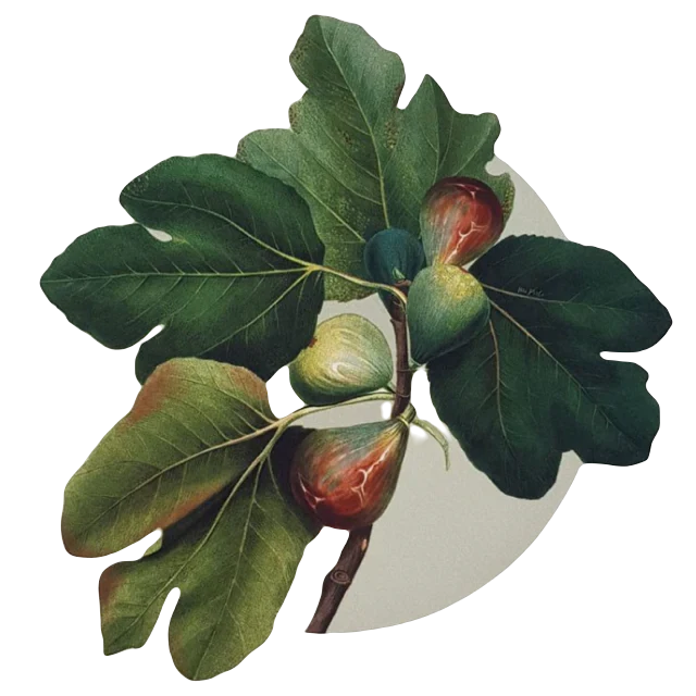 Yetoleyt Figs Placemats (Set of 2)