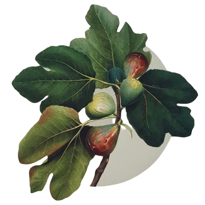 Yetoleyt Figs Placemats (Set of 2)