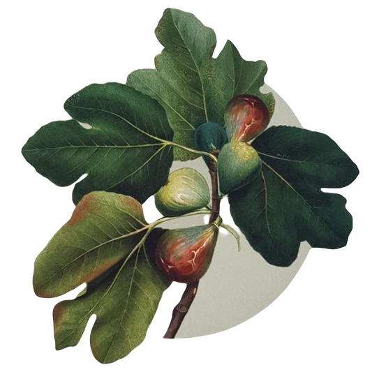 Yetoleyt Figs Placemats (Set of 2)