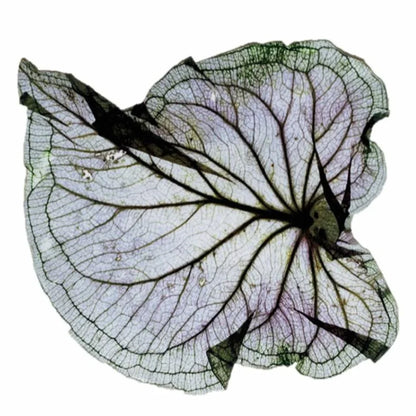 Yetoleyt Biofilia Placemats (Set of 2)